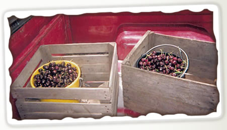 contactleveringorchard