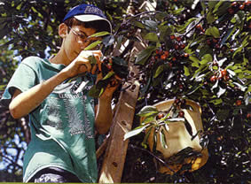 Tall wooden ladders reach the sweet cherries. "I still feel a certain mystique about ladders," says Frank.